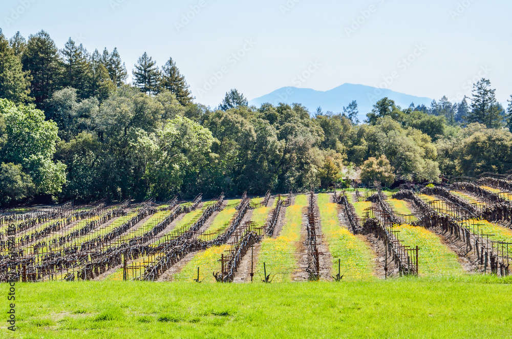 Vineyard hill with rows of grape vines and mountains in Napa Valley, California