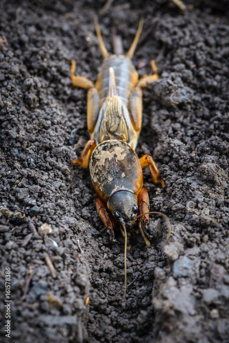 The portrait of a large insect living in the land - gryllotalpa