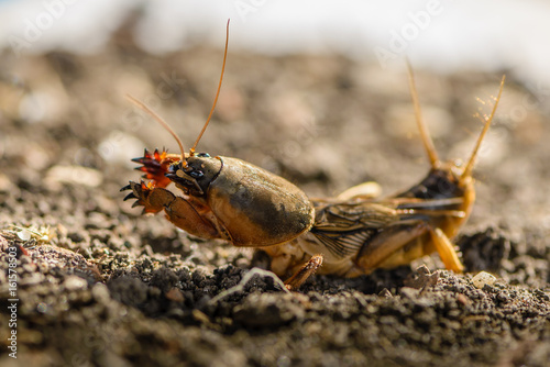 The portrait of a large insect living in the land - gryllotalpa