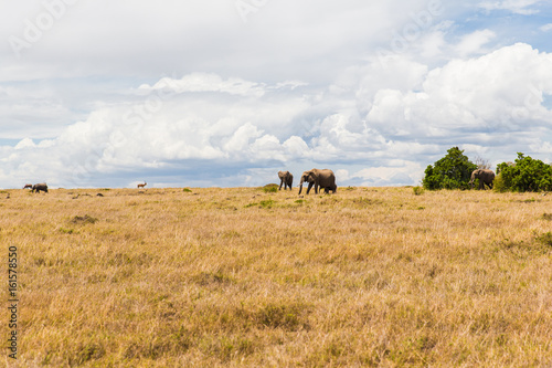 elephants and other animals in savannah at africa