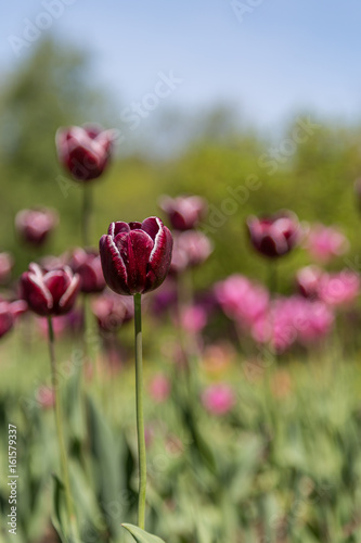 Tulip Flowers