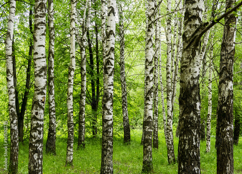 Fototapeta Naklejka Na Ścianę i Meble -  Forest view with birch trees and green grass on a spring summer day nature background outdoor park concept  scenery