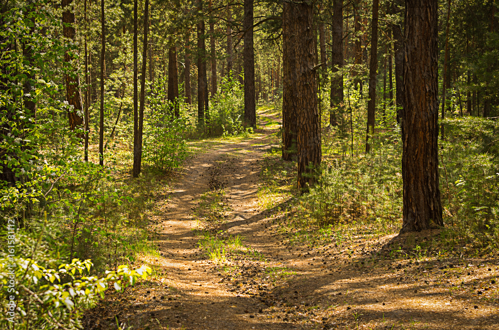 Fototapeta premium Sunny pathway in the forest on a summer day with shadows from the pine trees