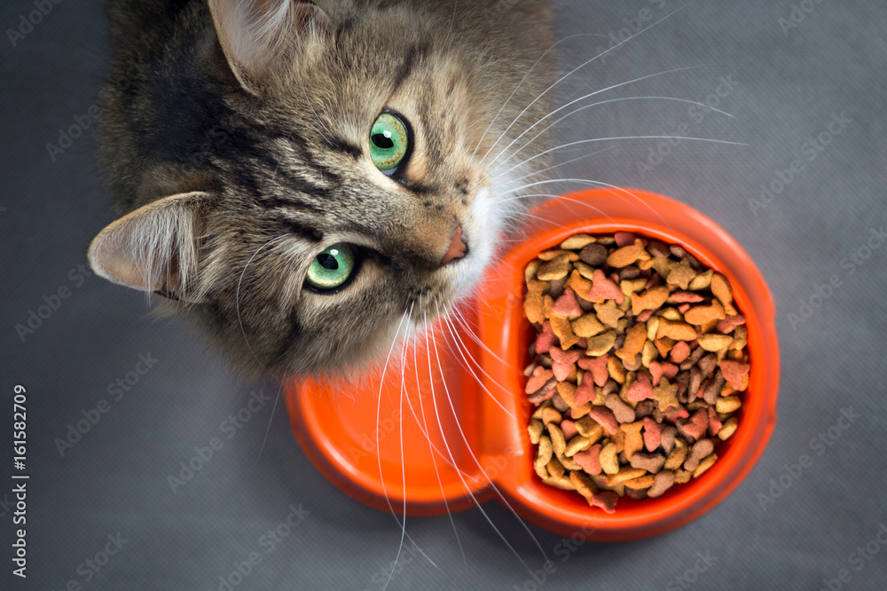 Obraz premium kot w pobliżu miski z jedzeniem patrząc w górę