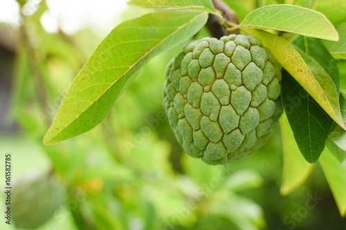 Custard apple branch on tree photo