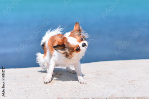  Chihuahua shakes himself off © Ольга Гурьянова