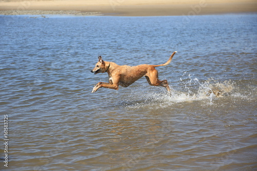 dog,fun,water,sea,running,canine,splashing,splash,funny,