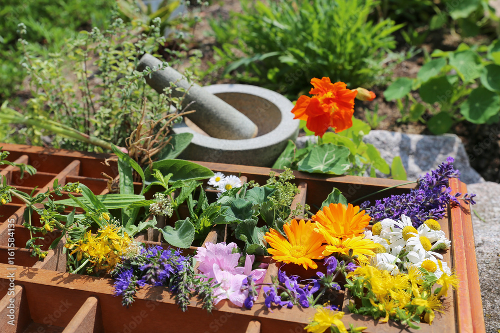 Heilpflanzen aus dem Garten StockFoto Adobe Stock