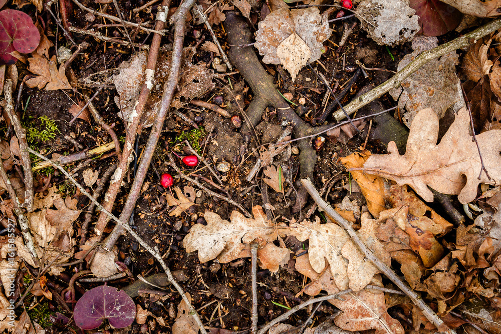 Natural oak forest ground