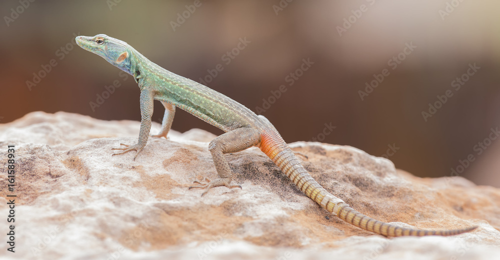 Naklejka premium Male Platysaurus lizard on a rock in Mapungubwe, South Africa.