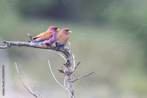 Pair of Broad Billed Rollers sitting on a branch photo