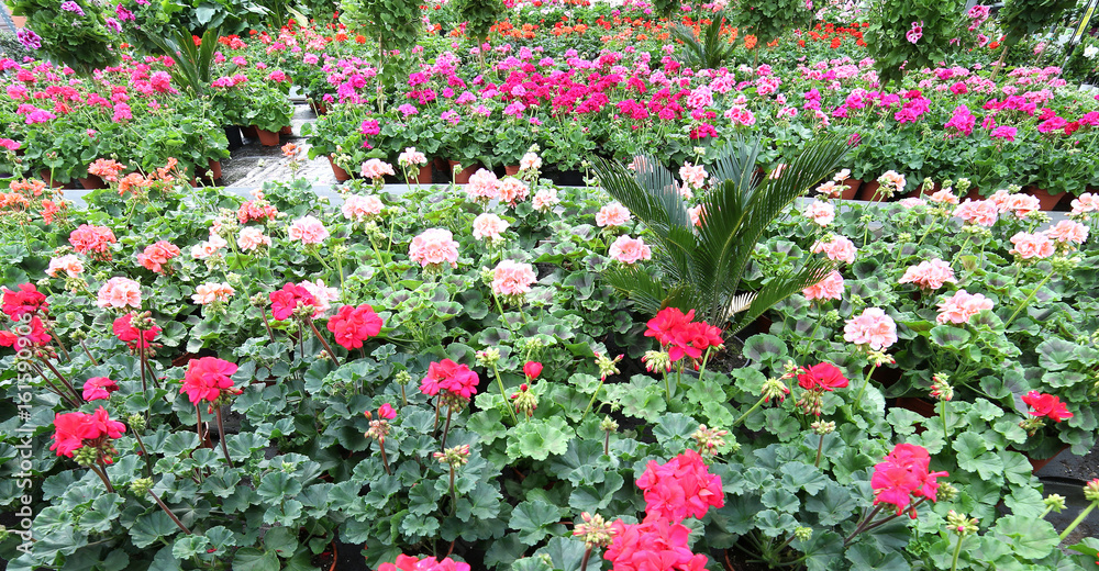 red geraniums for sale in greenhouse in spring