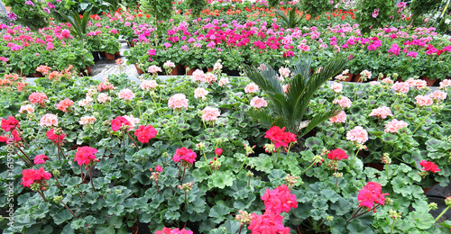 Fototapeta Naklejka Na Ścianę i Meble -  red geraniums for sale in greenhouse in spring