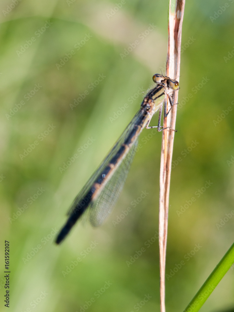 black dragonfly outside on stem black dragonfly outside on stem