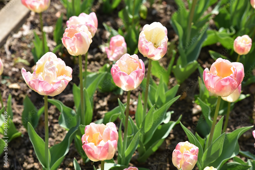 Tulipes rose et jaune au printemps au jardin