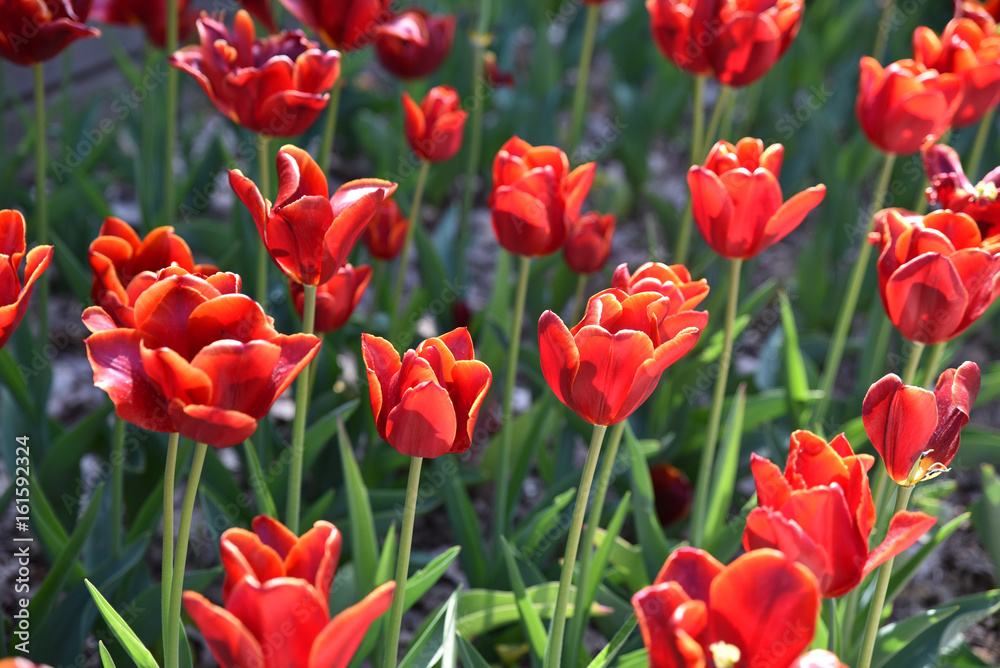 Tulipes rouges au jardin au printemps
