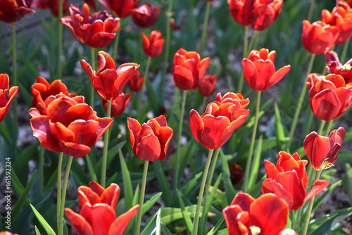 Tulipes rouges au jardin au printemps