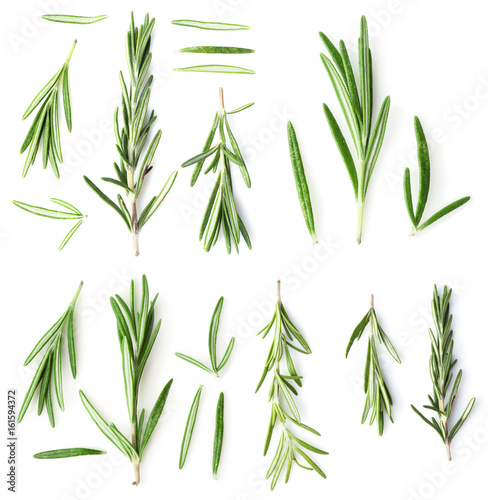 Collage of rosemary twigs on white background