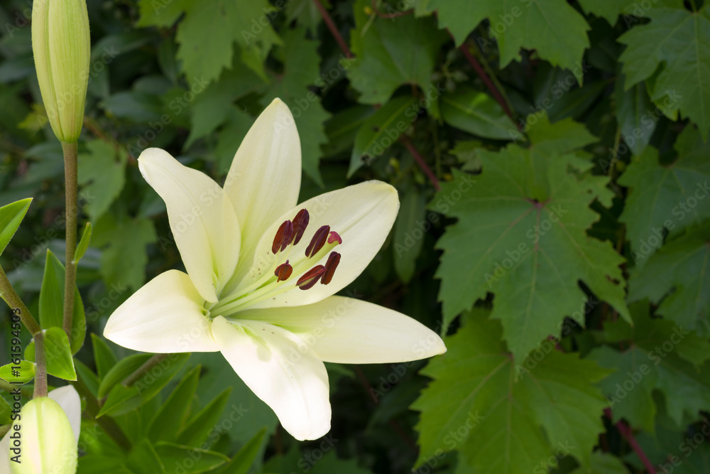 Obraz premium White lily and leaves