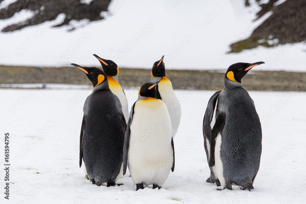 Obraz premium King penguins