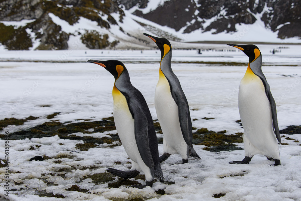 Fototapeta premium King penguins