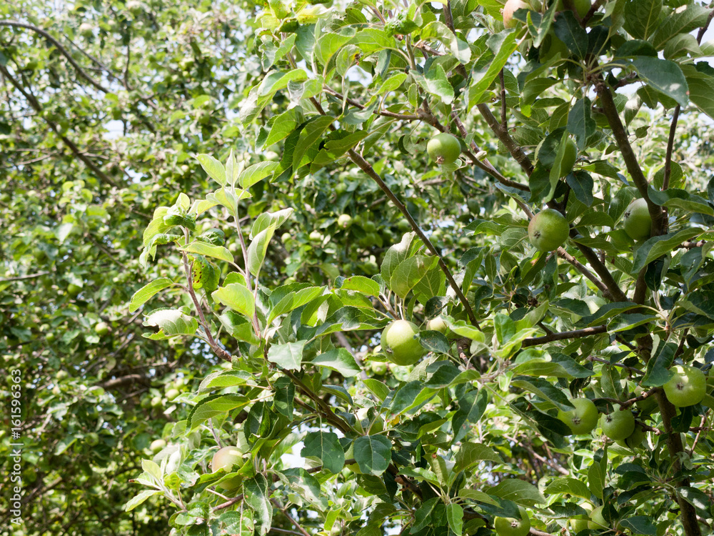 apple tree outside in garden