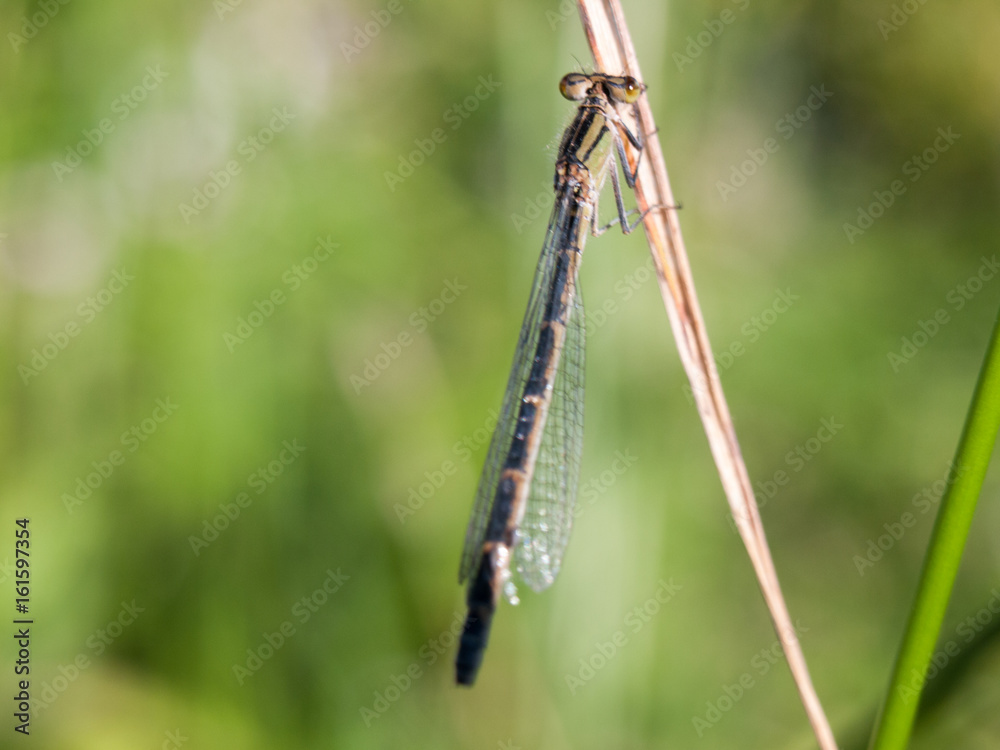 black dragonfly outside on stem black dragonfly outside on stem