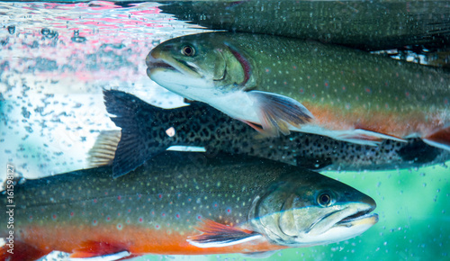 Underwater Rainbow Trout