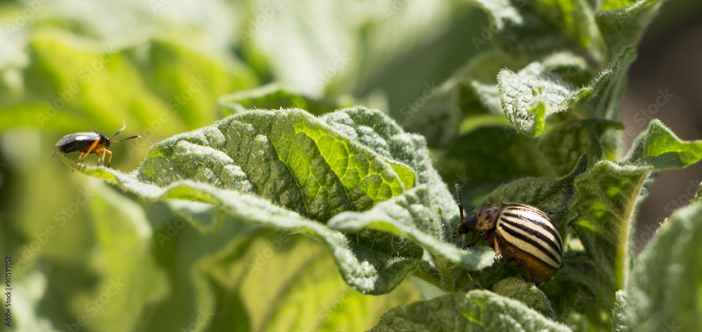 Colorado beetle on a sheet of potato bush in the garden. A dangerous pest for agriculture Colorado beetle on a sheet of potato bush in the garden. A dangerous pest for agriculture