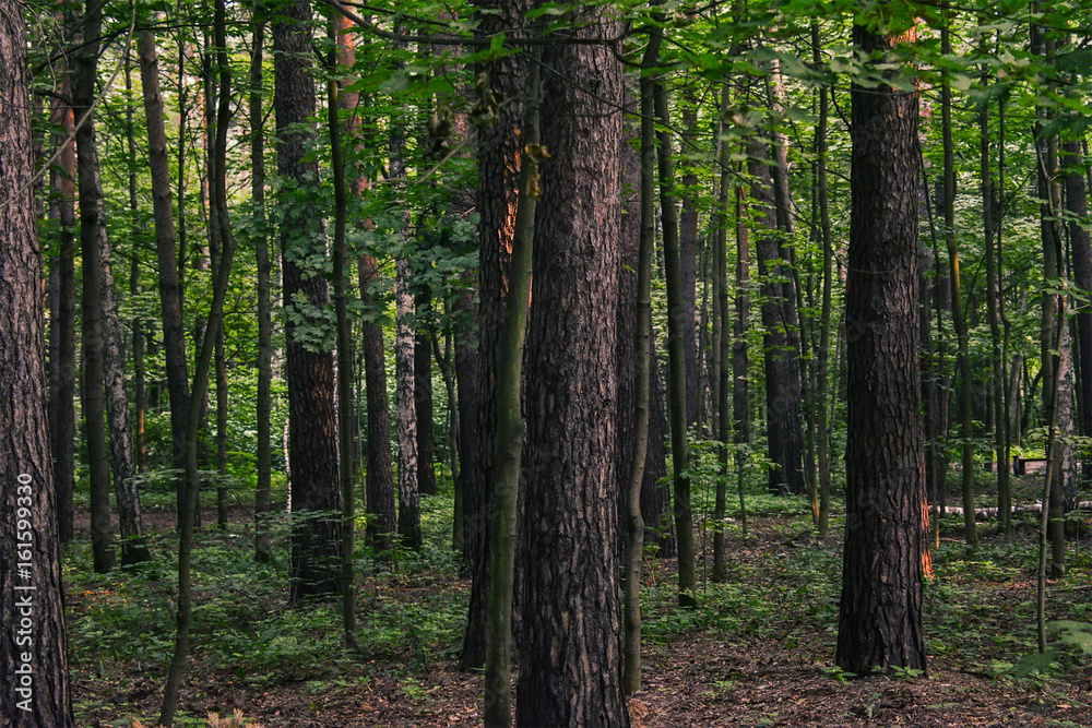 Trees in forest Trees in forest
