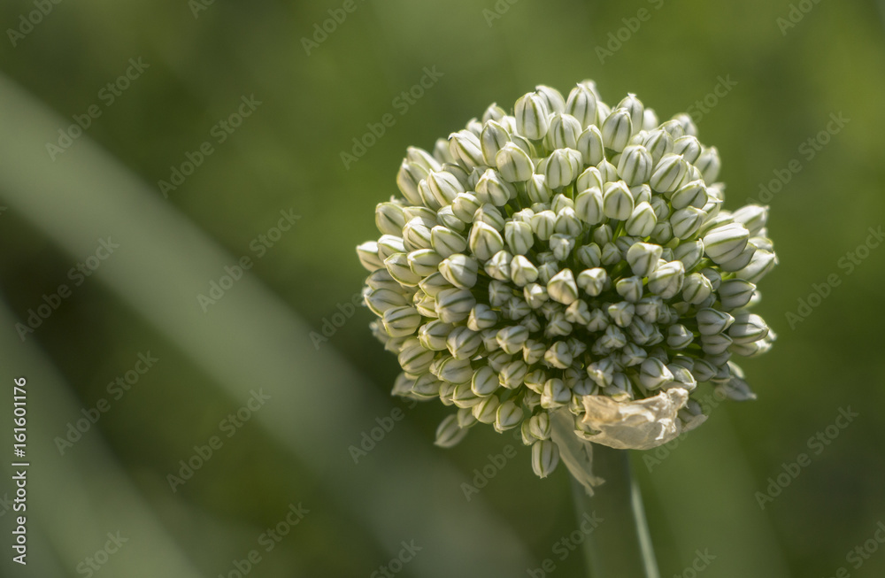 Close up of an Onion Flower of Kuwait Close up of an Onion Flower of Kuwait