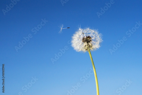 Fototapeta Naklejka Na Ścianę i Meble -  Dandelion with seeds blowing away in the wind across a clear blue sky with copy space