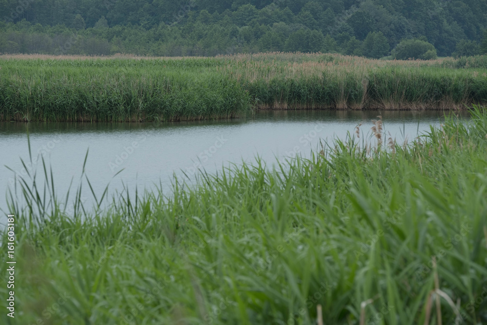 Lake pond with reeds and willows with a mirror image in a forest park after a rain Lake pond with reeds and willows with a mirror image in a forest park after a rain