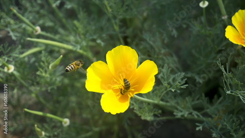 Flower with bee 