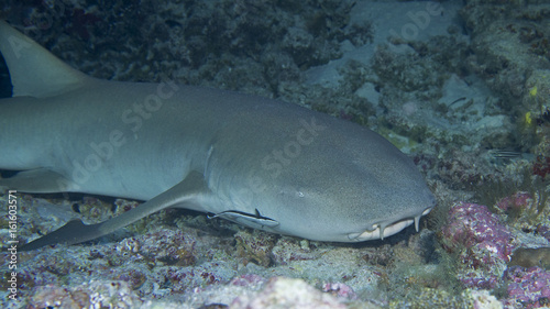 Nurse shark in Aldabra, remote UNESCO World Heritage Site in Indian Ocean