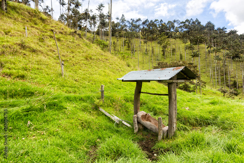 A trough for feeding cattle in pasture land in Tolima, Colombia.