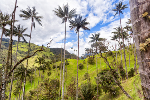 Wax palms in a green valley near Salento  Colombia.