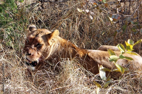 in the brush