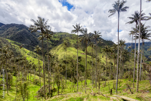 Landscape view of a wax palm forest in Tolima, Colombia.
