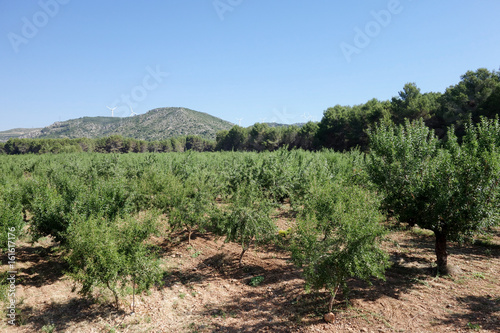 By the way green eyes black in the province of Castellón