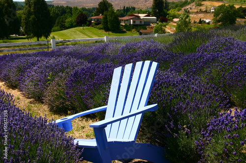 Blue Chair in the Lavender photo