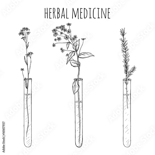 hand drawn lavender plants, Flowers in vitro, vial
