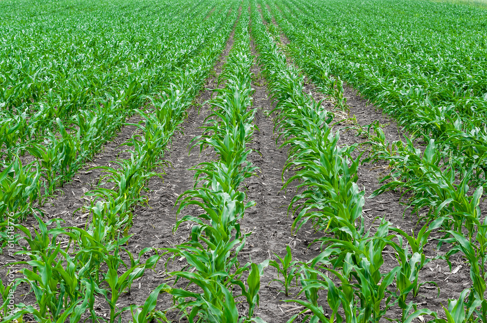 Young corn sprouts planted in rows in the field