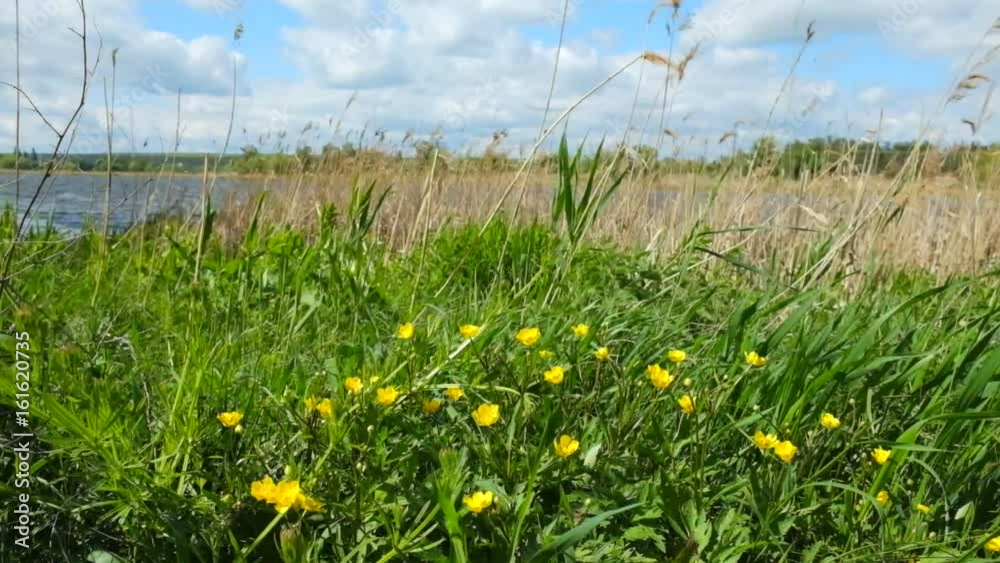 Beautiful dandelion flowers in a field against a background of a river and blue sky. On a warm, sunny day, a good wind blows.