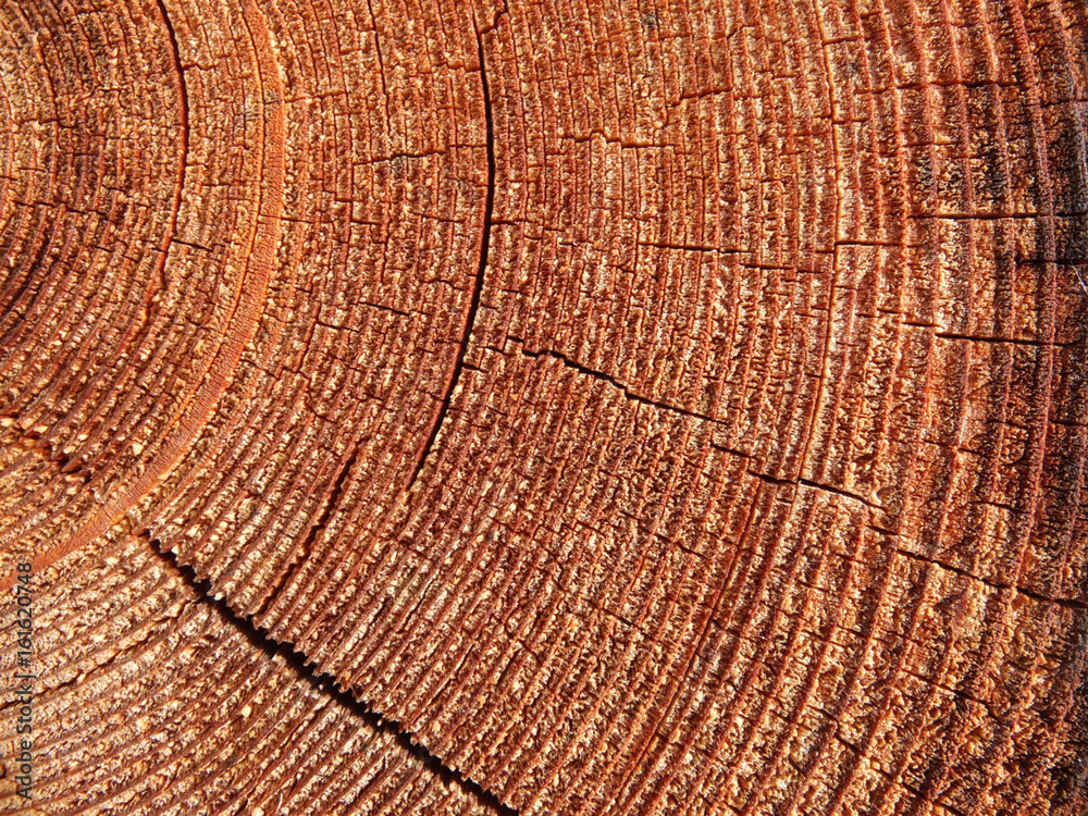 Naklejka premium Close-up shot of cut log