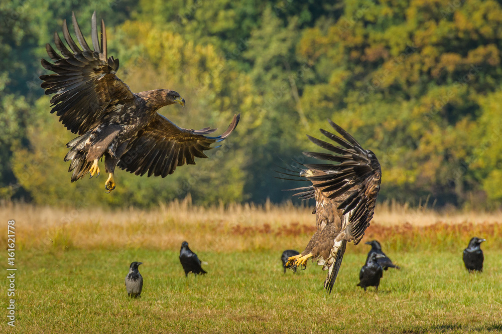 Fototapeta premium Eagle sea attack (Haliaeetus albicilla) 