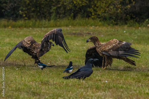 Eagle sea attack (Haliaeetus albicilla) 