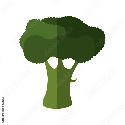 broccoli vegetable icon over white background vector illustration