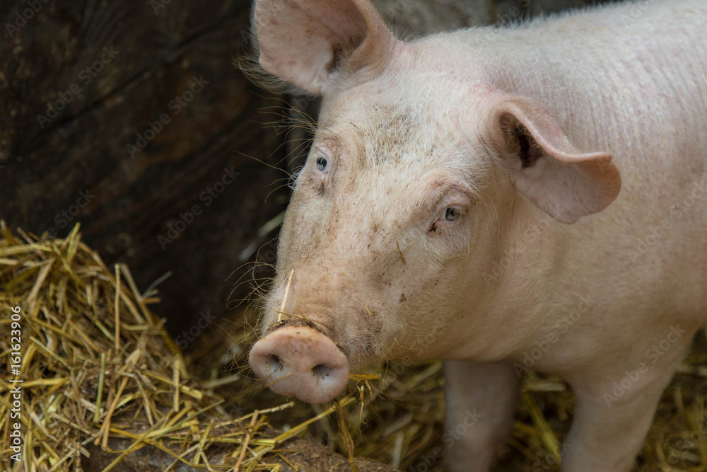 Junges Schwein in artgerechter Haltung, Junges Schwein in artgerechter Haltung,