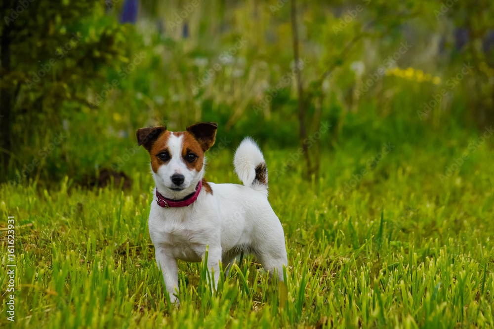 The dog the Jack Russell Terrier close up against a green grass with the head raised up, the front view, stands still The dog the Jack Russell Terrier close up against a green grass with the head raised up, the front view, stands still